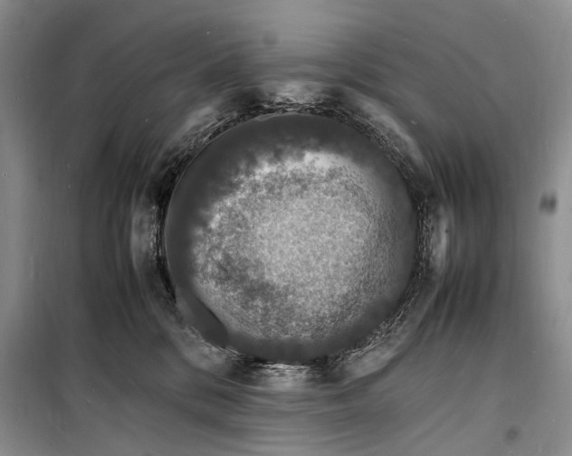 X0000098180328200805151146