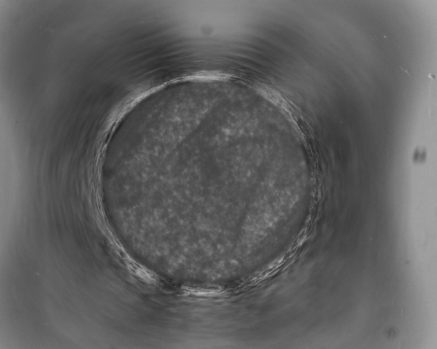 X0000098180337200805151145