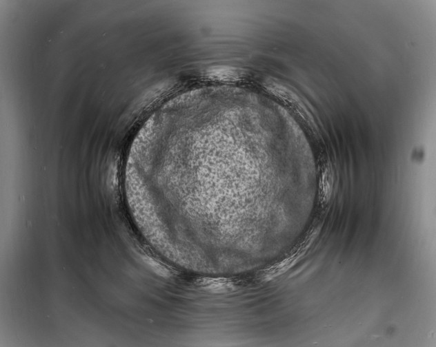 X0000098180424200805151145