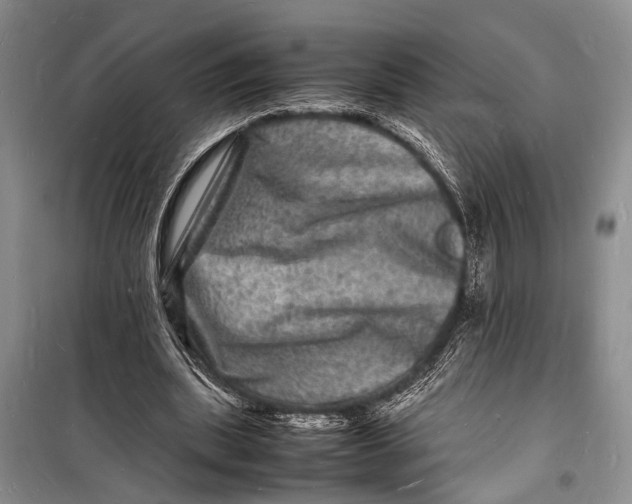 X0000098180439200805151144