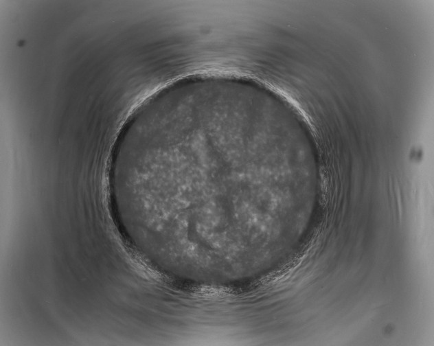 X0000098180487200805151144