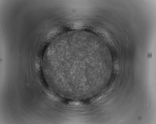 X0000098180503200805151143