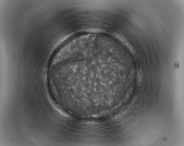 X0000098180533200805151143