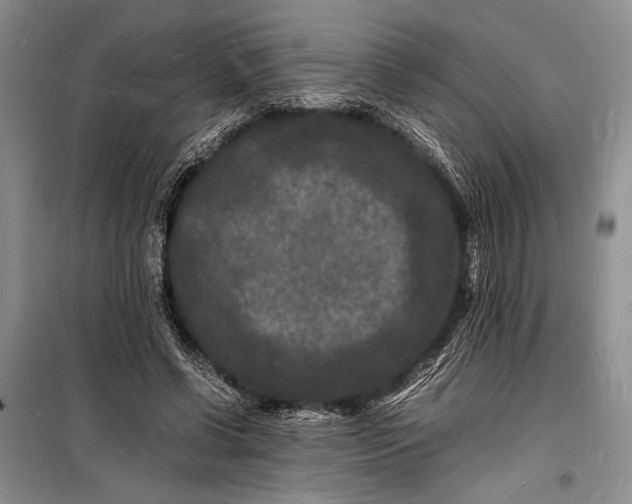 X0000098180542200805151143