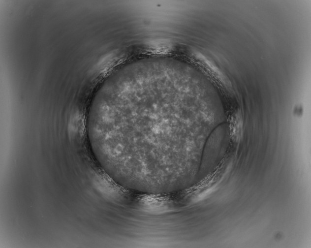 X0000098180568200805151143