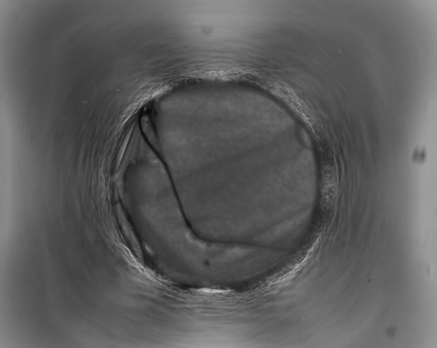 X0000098180585200805151142