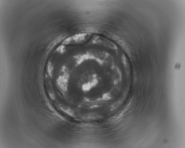 X0000098180625200805151141