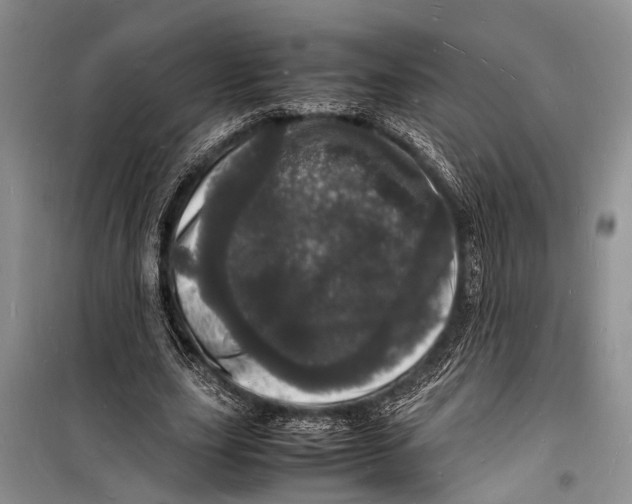 X0000098180631200805151141