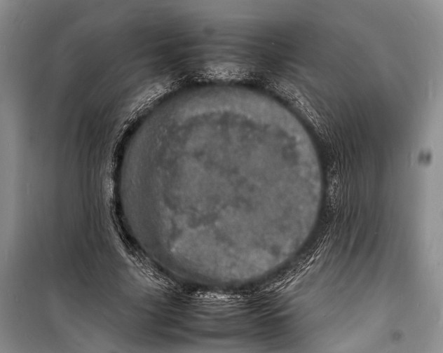 X0000098180635200805151141