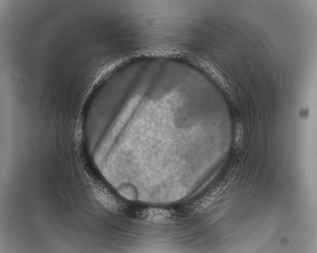 X0000098180636200805151141