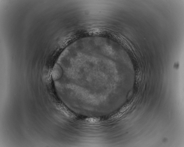 X0000098180660200805151142