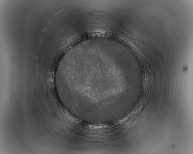 X0000098180661200805151142