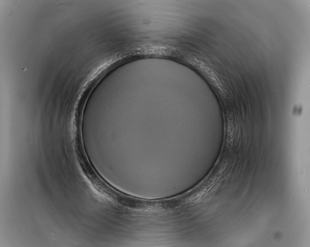 X0000098180674200805151141