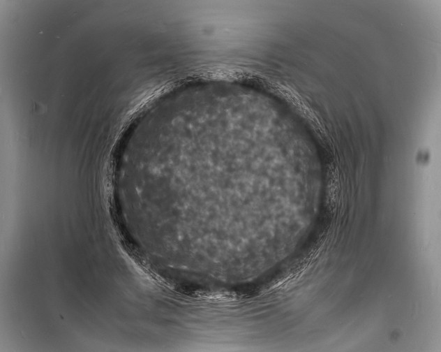 X0000098180683200805151141