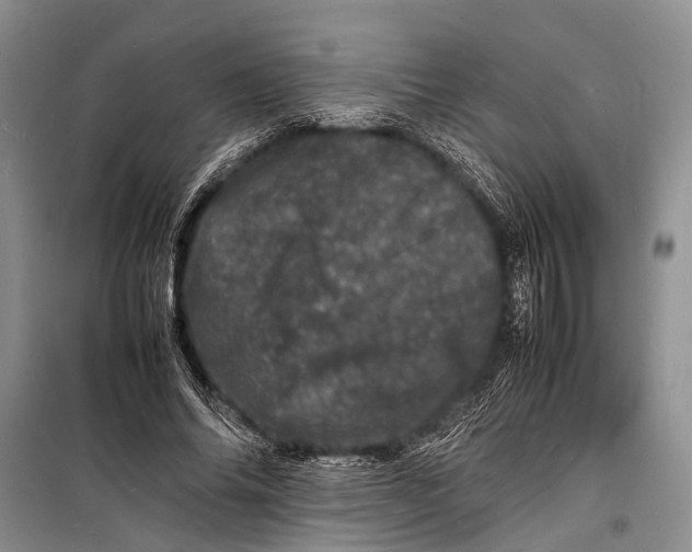 X0000098180686200805151141