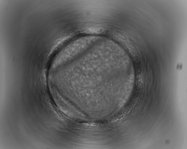 X0000098180688200805151141