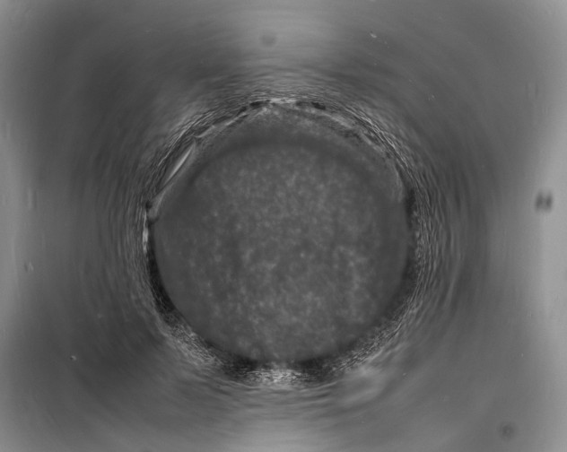 X0000098180695200805151141