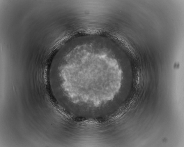 X0000098180696200805151141