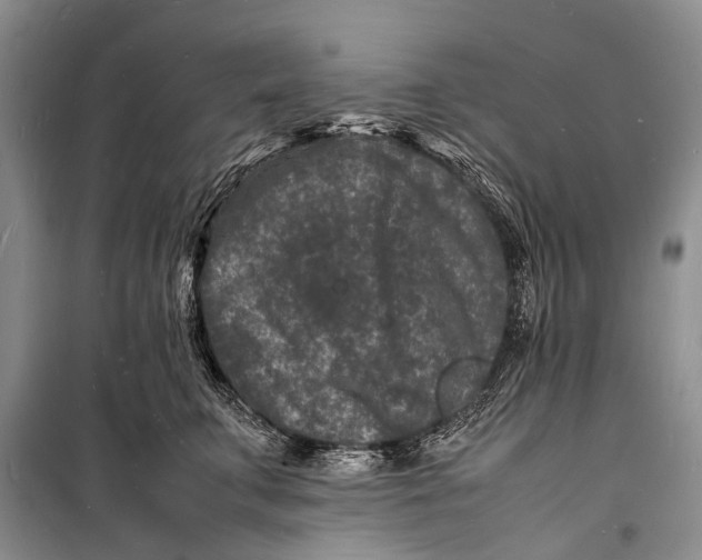 X0000098180711200805151140