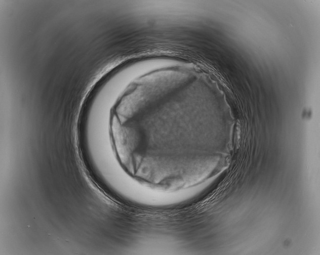 X0000098180726200805151140