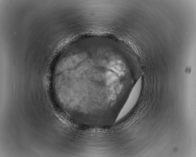 X0000098180736200805151140