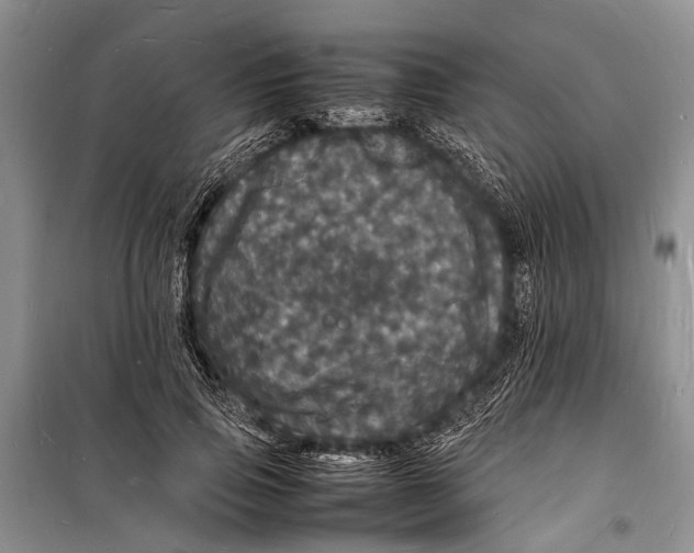 X0000098180741200805151140