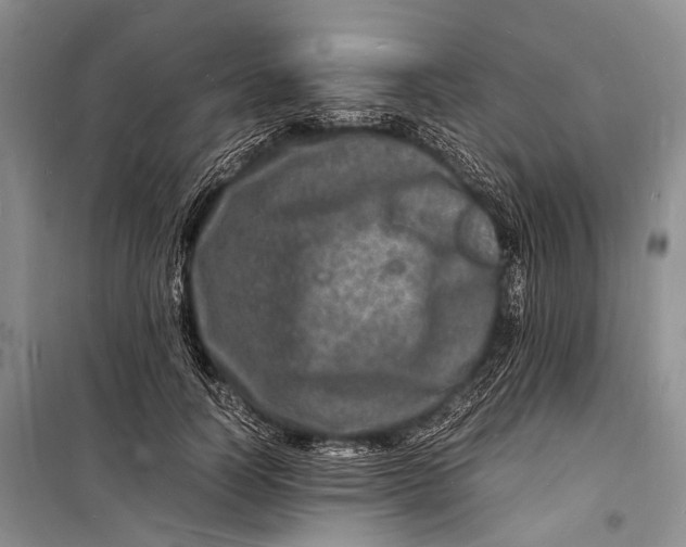 X0000098180746200805151140