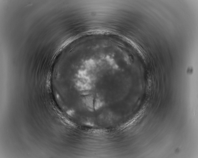 X0000098180778200805151139