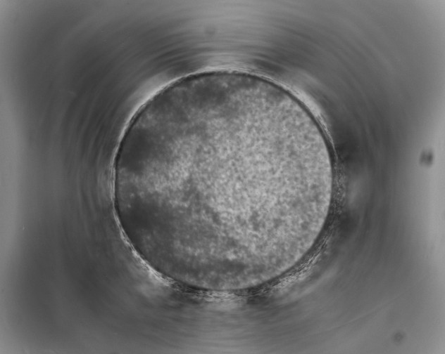 X0000098180807200805151139