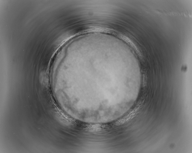 X0000098180828200805151138