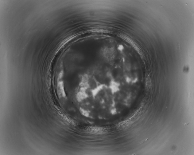 X0000098180829200805151138