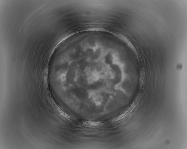 X0000098180831200805151138