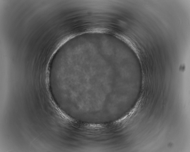 X0000098180835200805151138