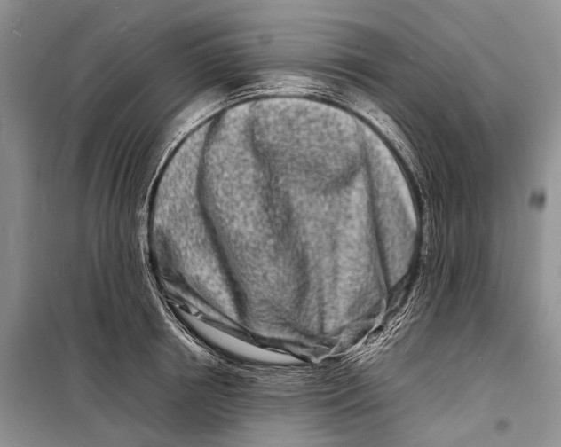 X0000098180850200805151139