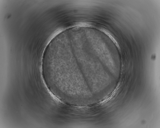 X0000098180853200805151139