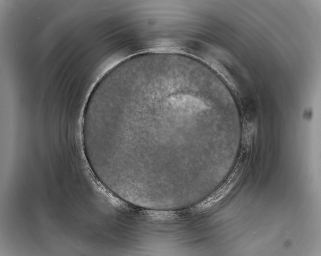 X0000098180856200805151139