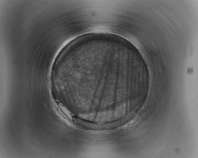 X0000098180864200805151139