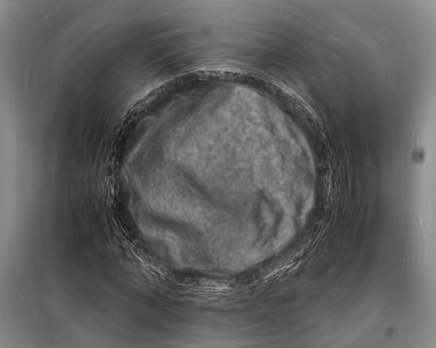 X0000098180870200805151138