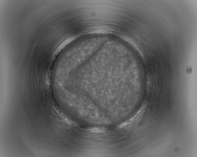 X0000098180874200805151138