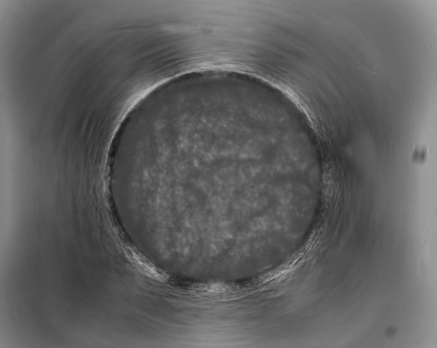 X0000098180879200805151138