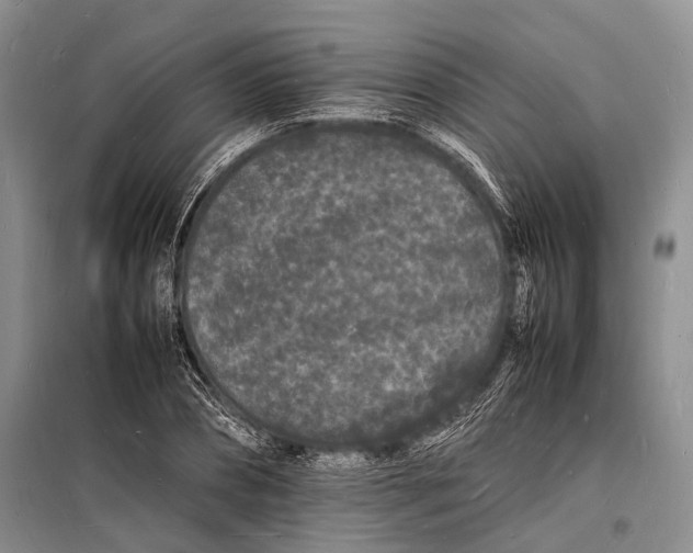 X0000098180882200805151138