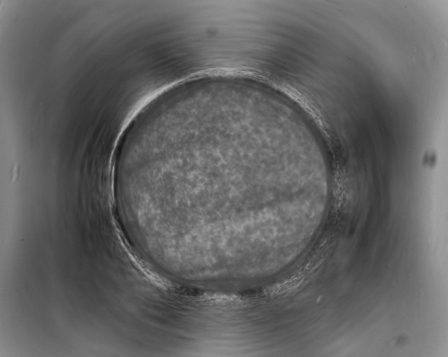 X0000098180886200805151138