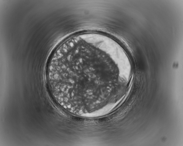 X0000098180887200805151138