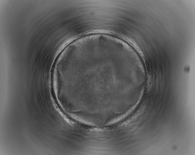 X0000098180898200805151138