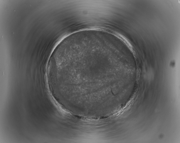 X0000098180907200805151138