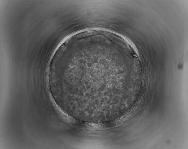 X0000098180911200805151137