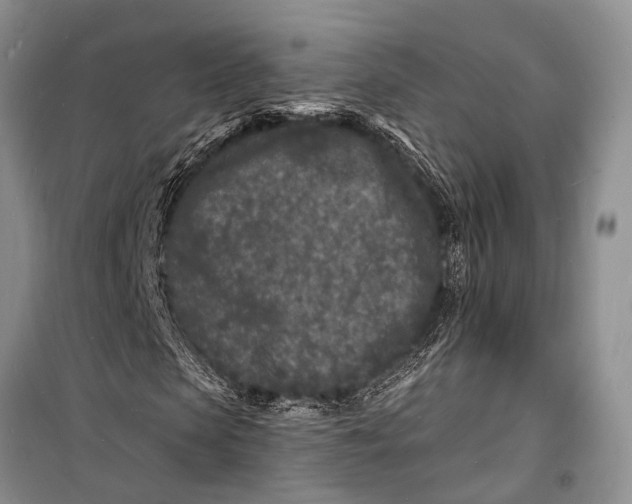 X0000098180913200805151137