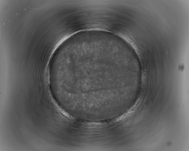 X0000098180925200805151137