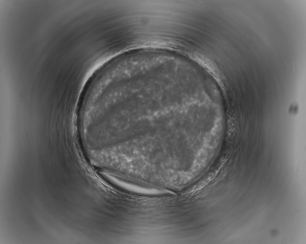 X0000098180928200805151137