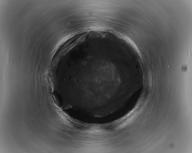 X0000098180930200805151137